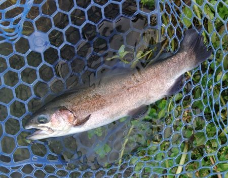 たまには数釣りを ～高島の泉～
